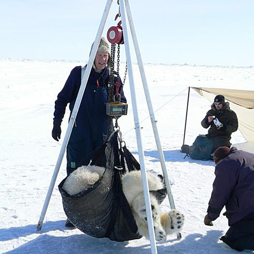 A hoist is used to weigh a polar bear